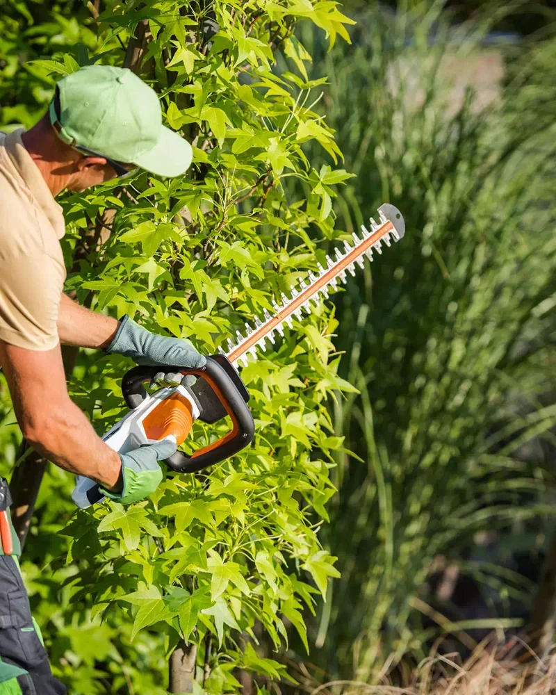 illustration-paysagiste (15)